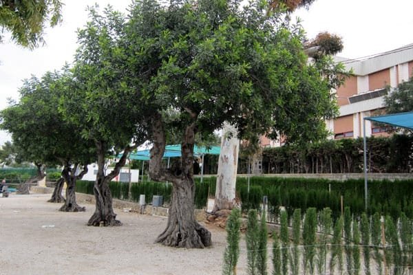 Parcelas de camping con suelo de grava, arbolado natural que proporciona sombra y delimitación vegetal entre espacios para mayor privacidad